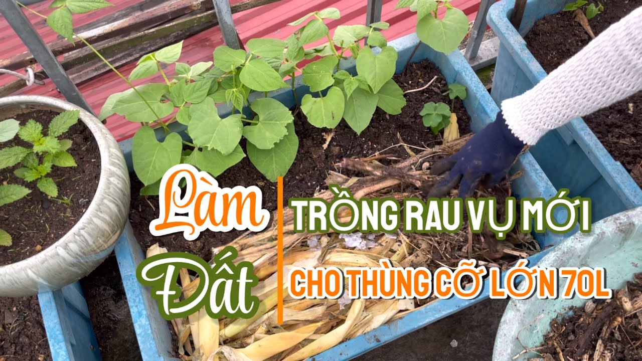 049 LÀM ĐẤT TRỒNG RAU VỤ MỚI trên sân thượng cho thùng cỡ lớn 70L vào đầu vụ đông 2022 @Samily