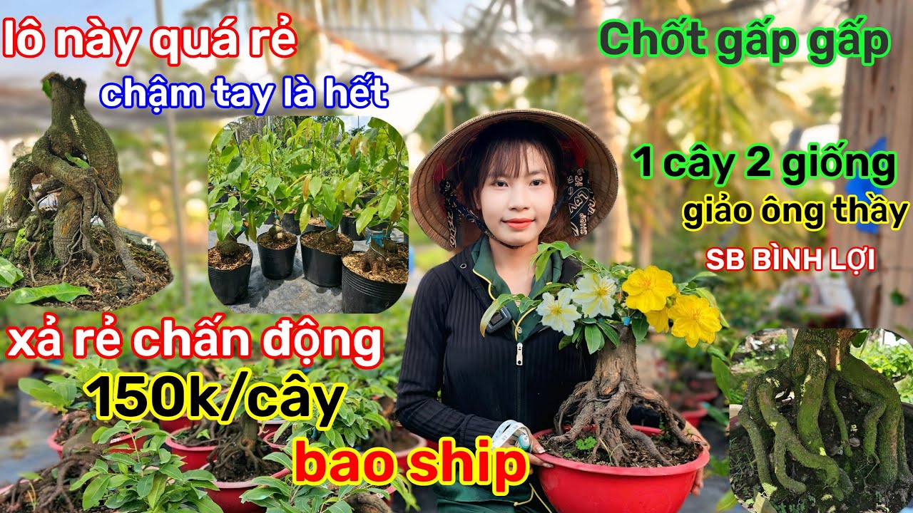 🌲4/3☎️Vườn mai Kim Nở☎️mai ghép mùa mới🌲xổ rẻ chấn động🌲có lô thanh lý🌲quá xá rẻ 