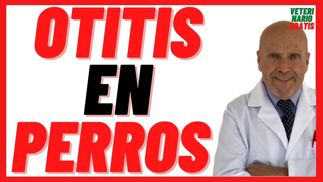 🟣  Otitis o Infecci&oacute;n de O&iacute;do en Perros 🟣 Causas, S&iacute;ntomas, Tratamiento (Como Curar) y Prevenci&oacute;n