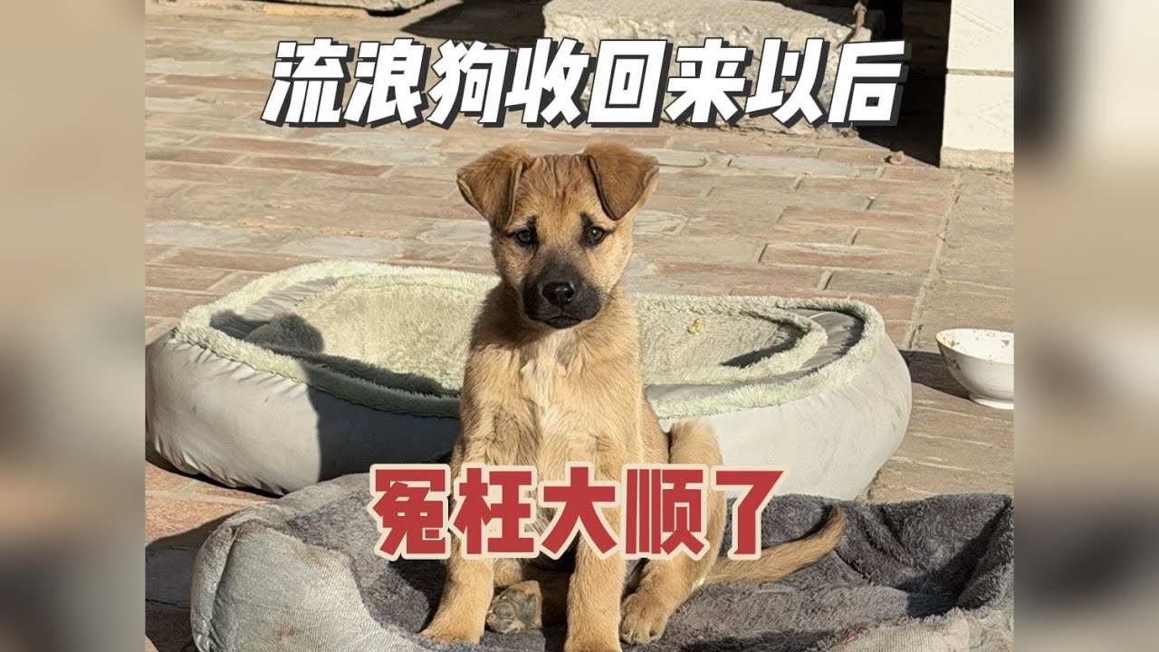 朋友们，请为大顺发声……