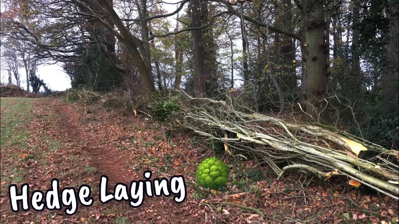 Hedge Laying 🌳