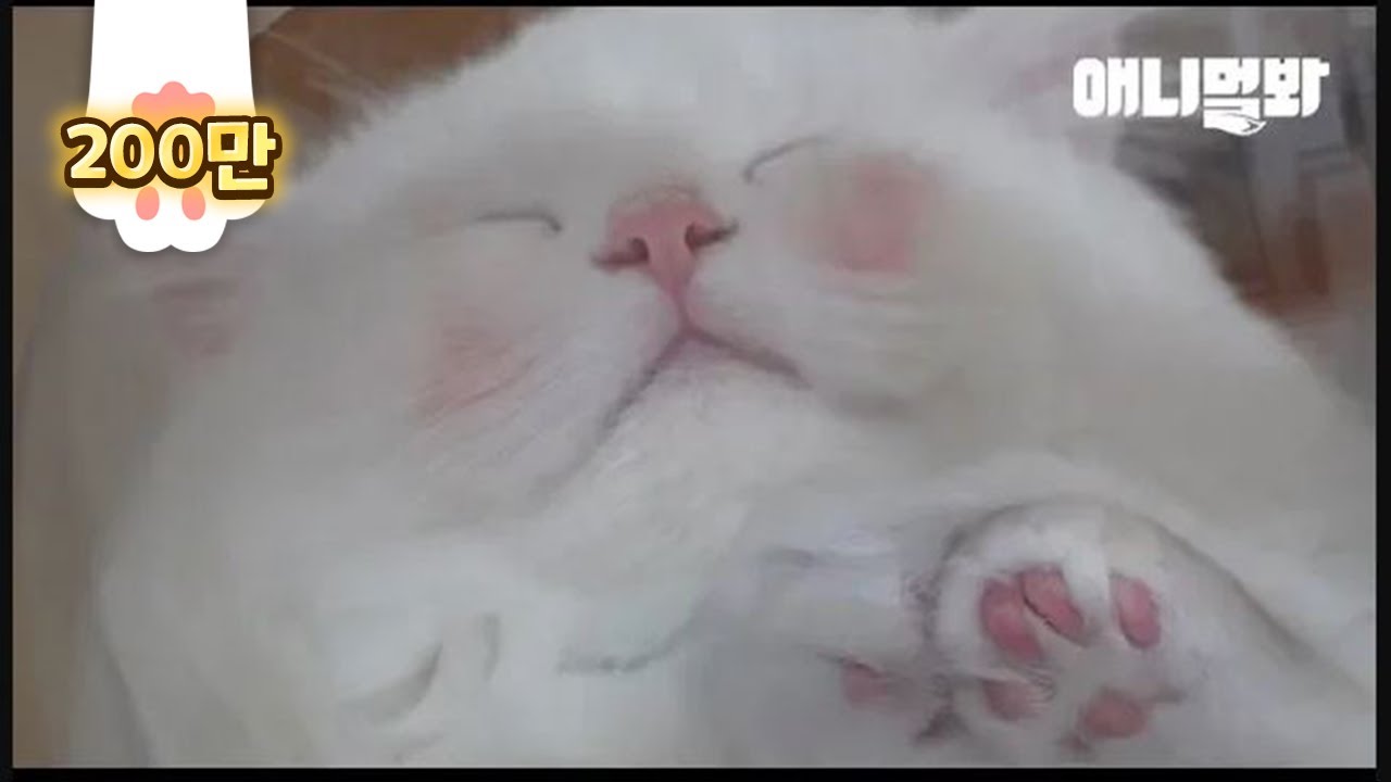 Сталкер Бродячая кошка просит поднять его LOL