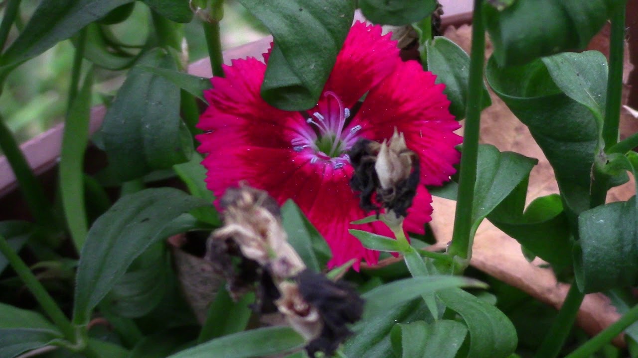 Canon Vixia HF R800 Video Sample