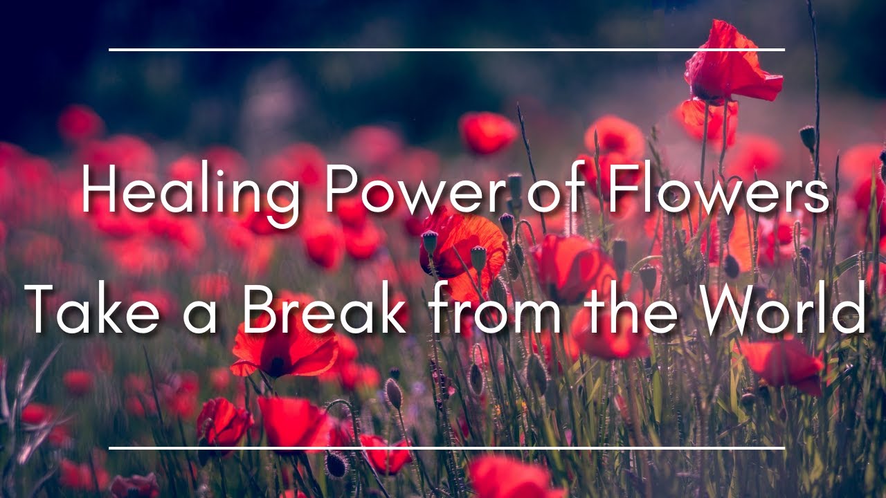Healing Power of Flowers | Take a Break from the World | Relaxing ambient