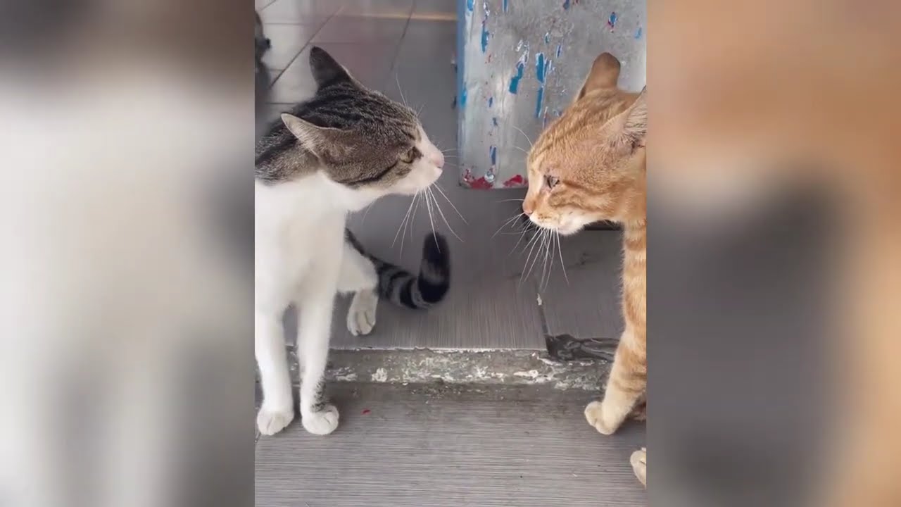 Angry Cat Cat Fight Video Latest Version 