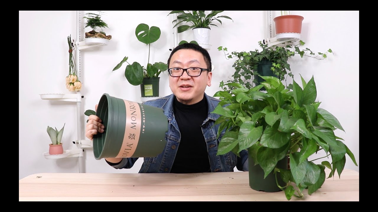 绿萝爆盆了，趁热给它换个大房子吧 【坤哥玩花卉】