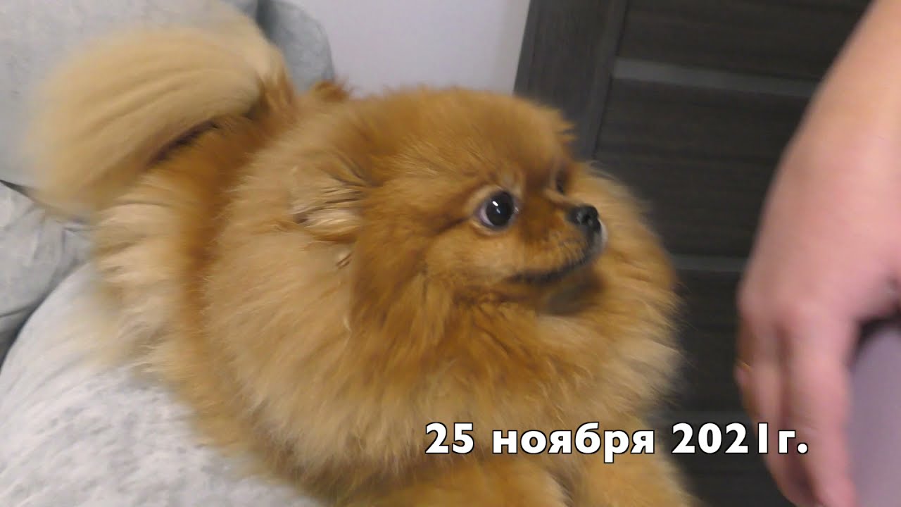 Щенкам шпица 9 месяцев. Рыжулька, Певунья, Крепыш, Малыш. Хитрая шпиц Бэлла