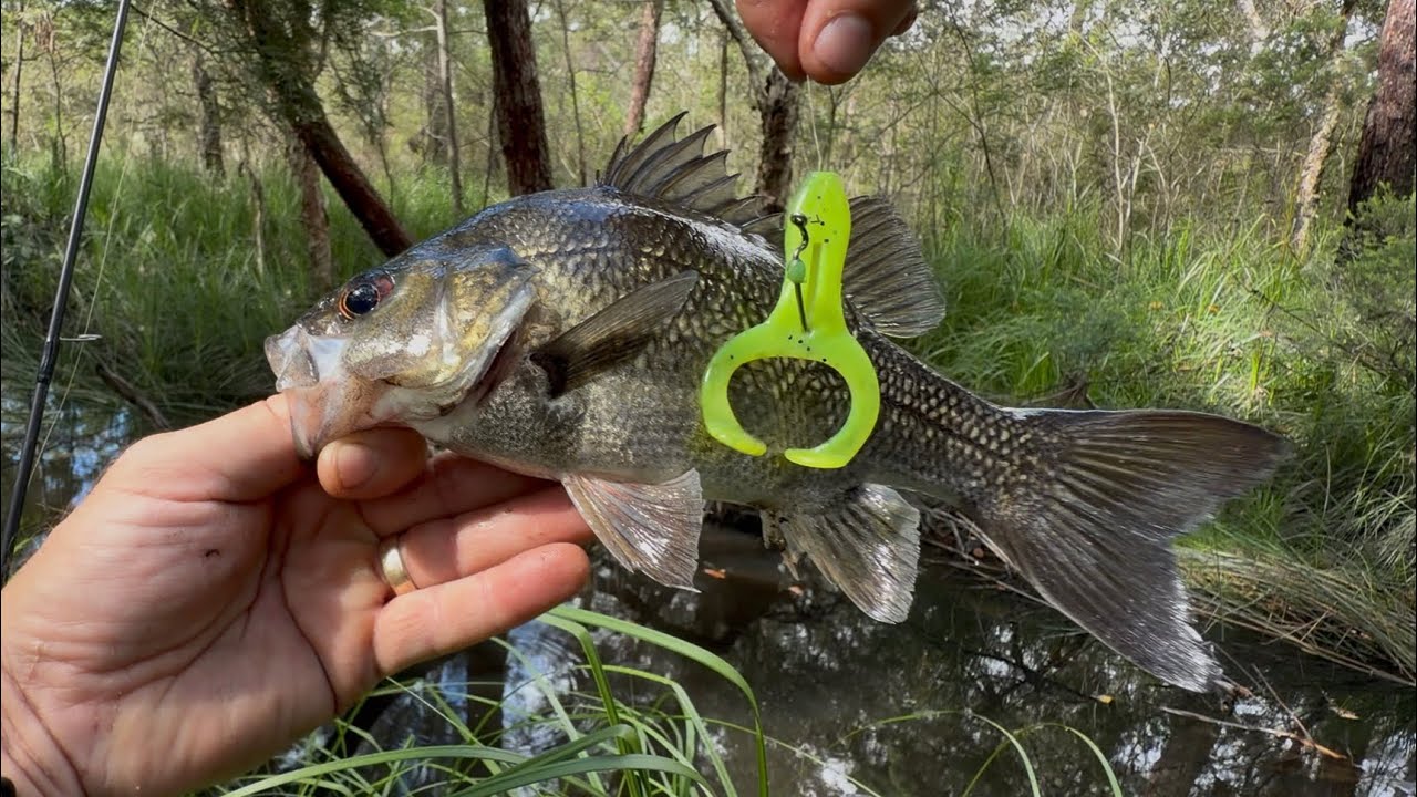 Skinny Water Bass on frogs 🐸 #fishing #surfacefishing #bassfishing #frogs 