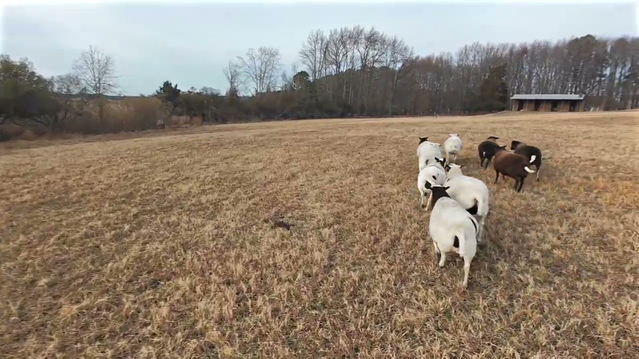 Herding Goats and Sheep