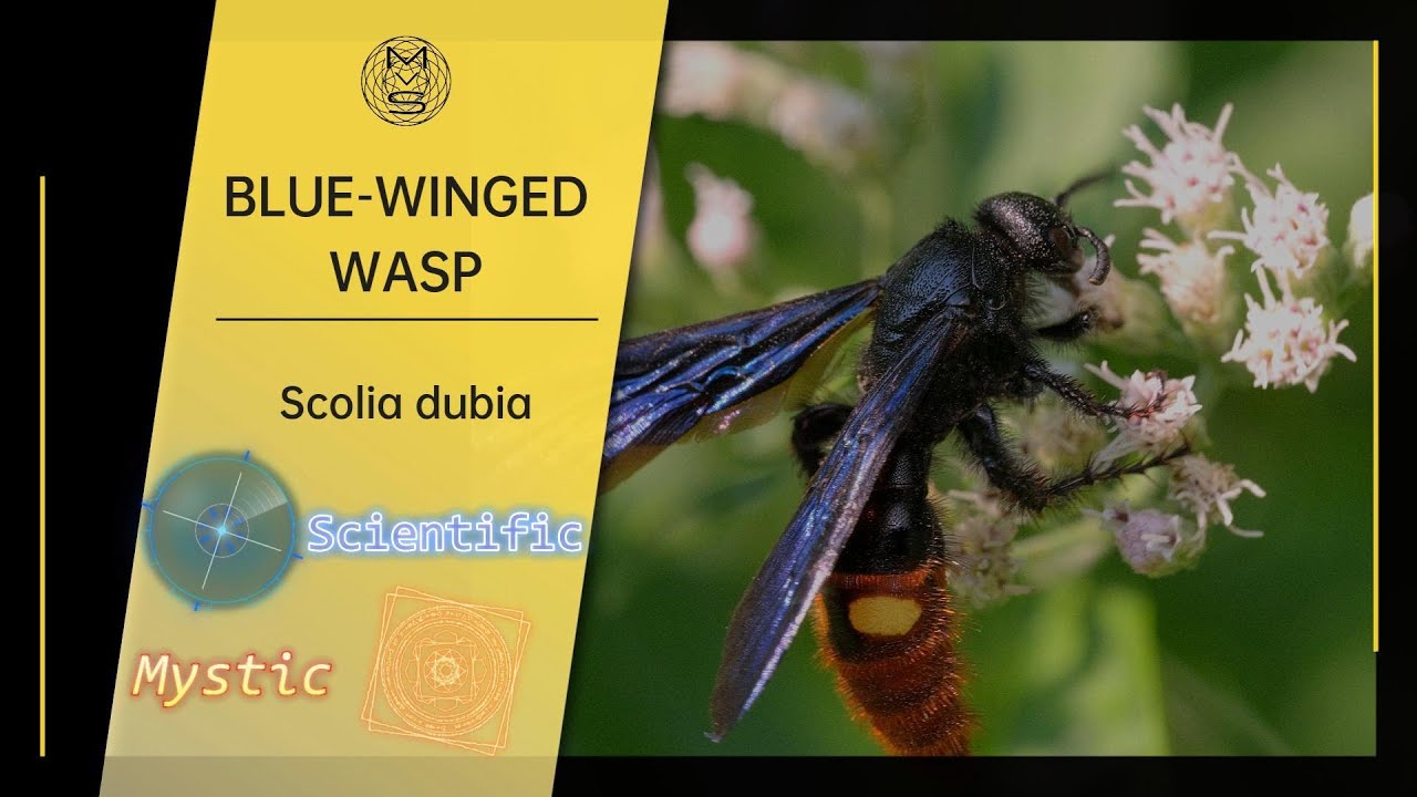 Blue Winged Wasp #mvsexplorer