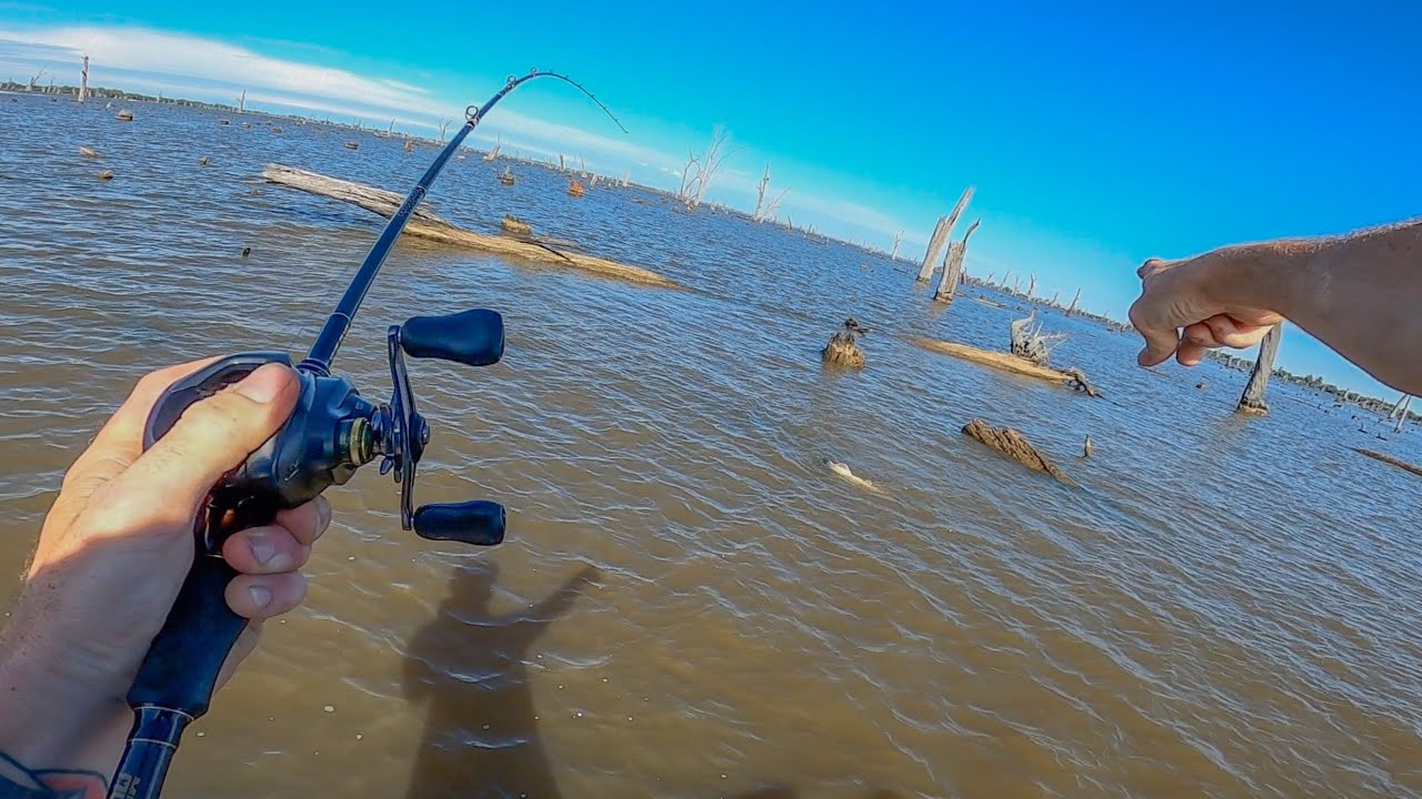 Murray cod Casting Mulwala thru the heat!