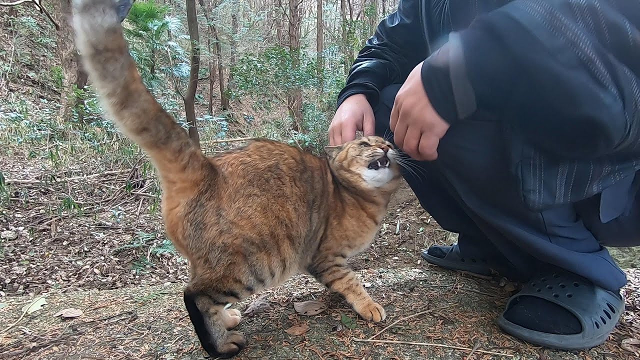 父と散歩が嬉しくて子供の様にはしゃぐ娘猫