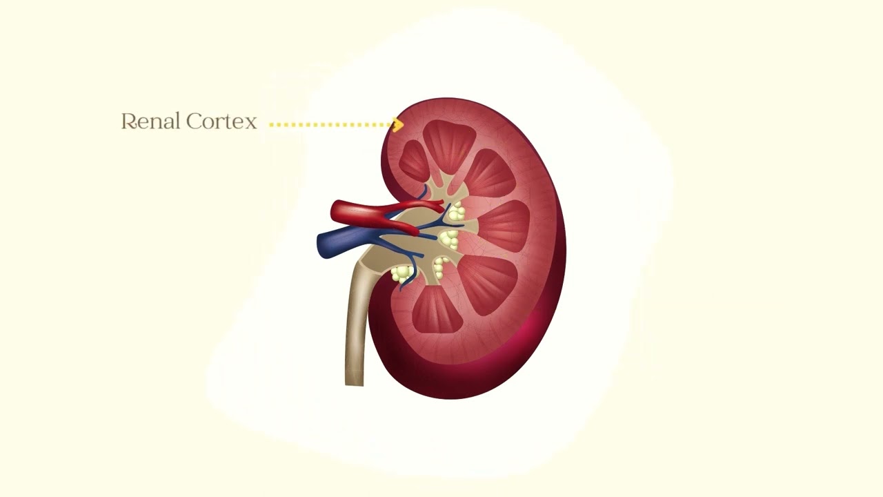 กายวิภาคศาสตร์ เรื่อง ระบบทางเดินปัสสาวะ Urinary system