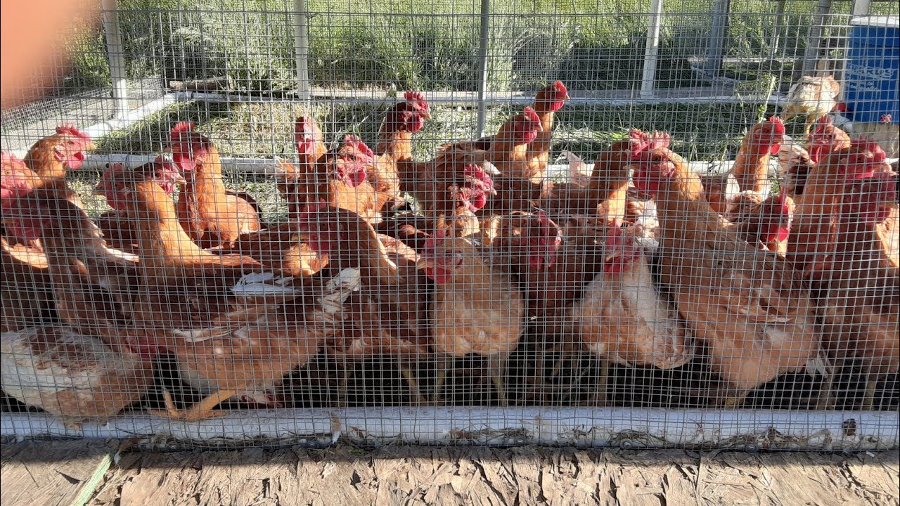 Raising Freedom Ranger Chickens
