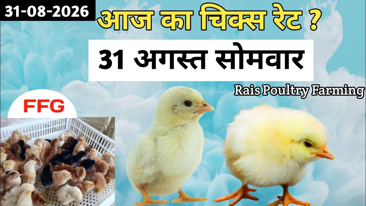 Today Broiler & Ffg Chicks | 31/08/2026 | Aaj Ka Chicks Rate ? New Chicks Rate Update 31 August Mon