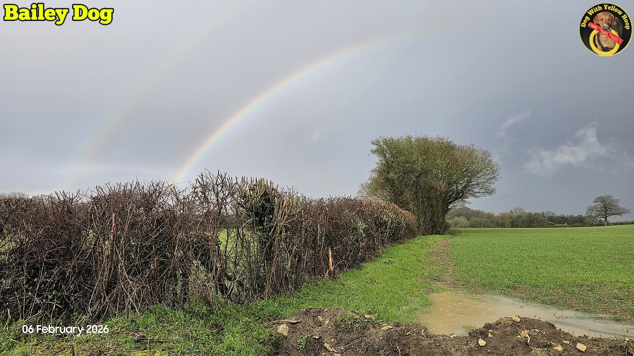 Bailey Dog with Yellow Hoop - Full Dog Walk at  Biddestone 6th February  2026