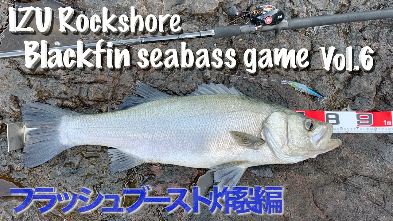 [フラッシュブースト炸裂編] 伊豆 Rock Shore ヒラスズキゲーム ハイライト Vol.6
