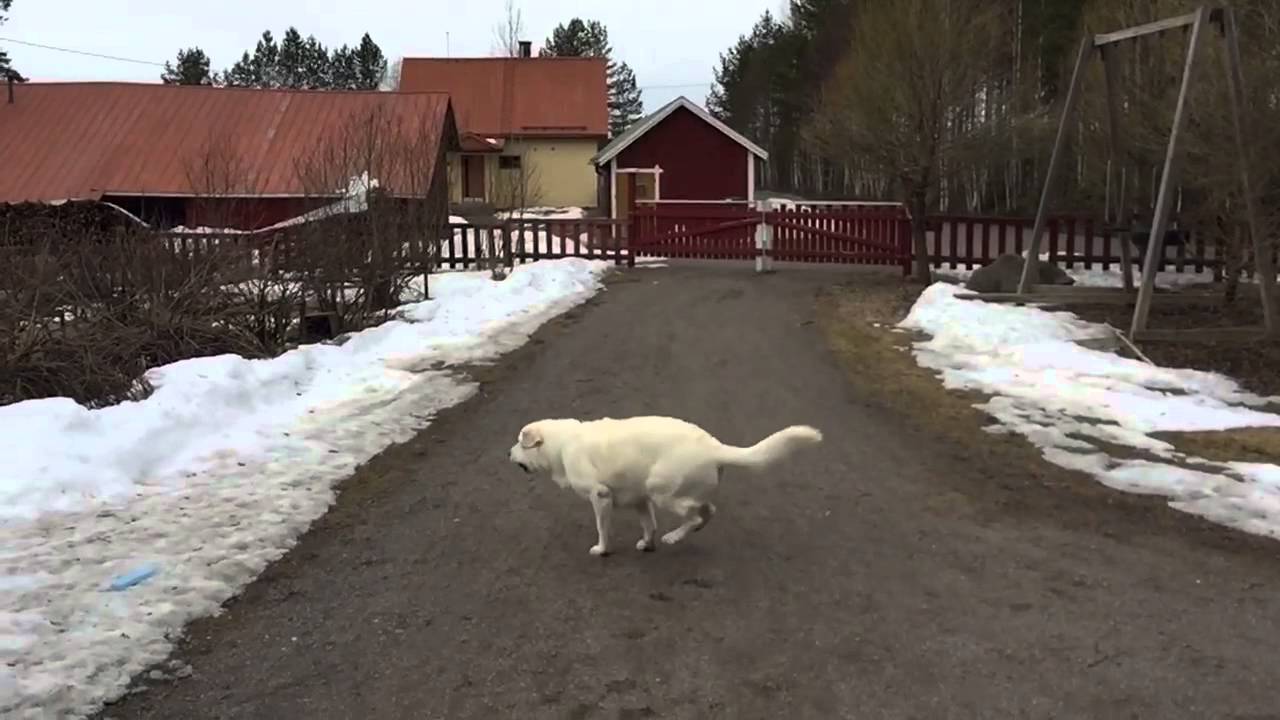 Dog catch up ball - Slow-Motion