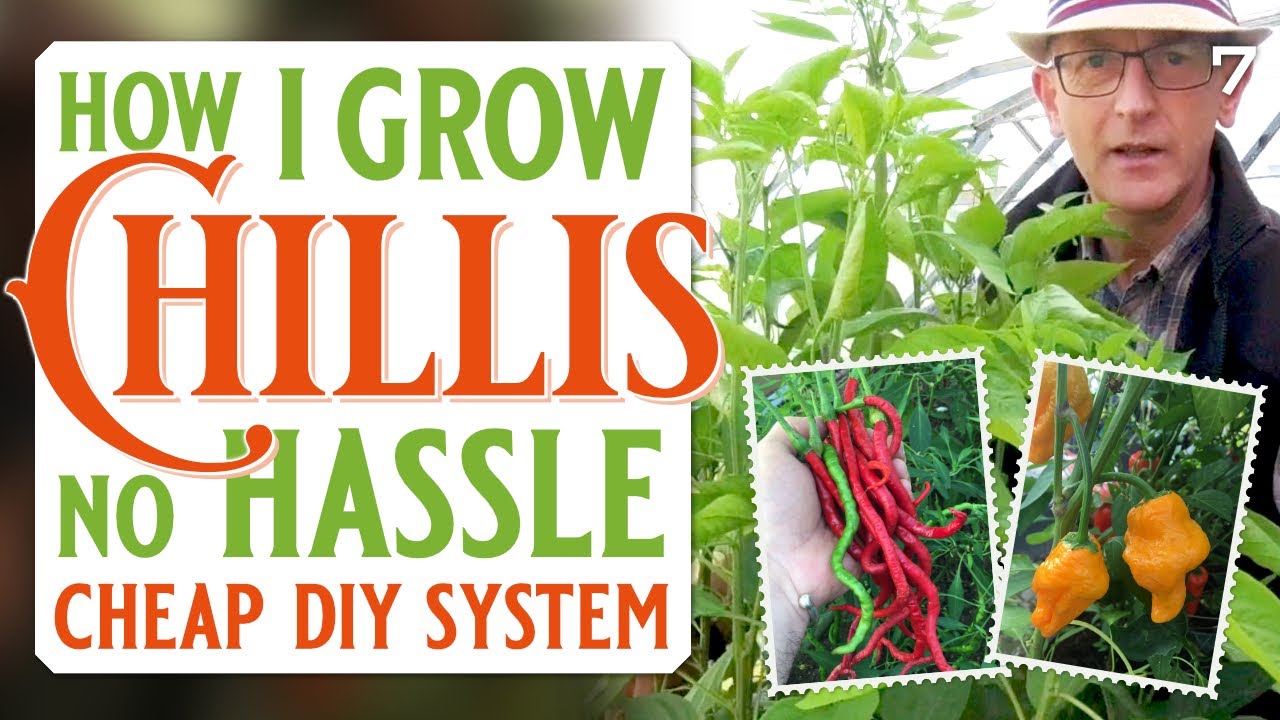 Cheap Self-Watering System for your Chilli plants | Easy DIY