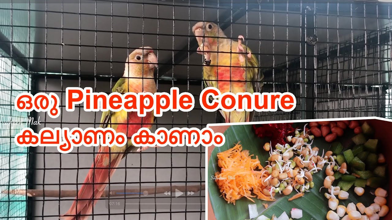 മിഫിക്ക് ഇണയെ കിട്ടി, Conure കല്യാണം | Pineapple Conure Pairing | Pairing Birds | Saifudheen Mak