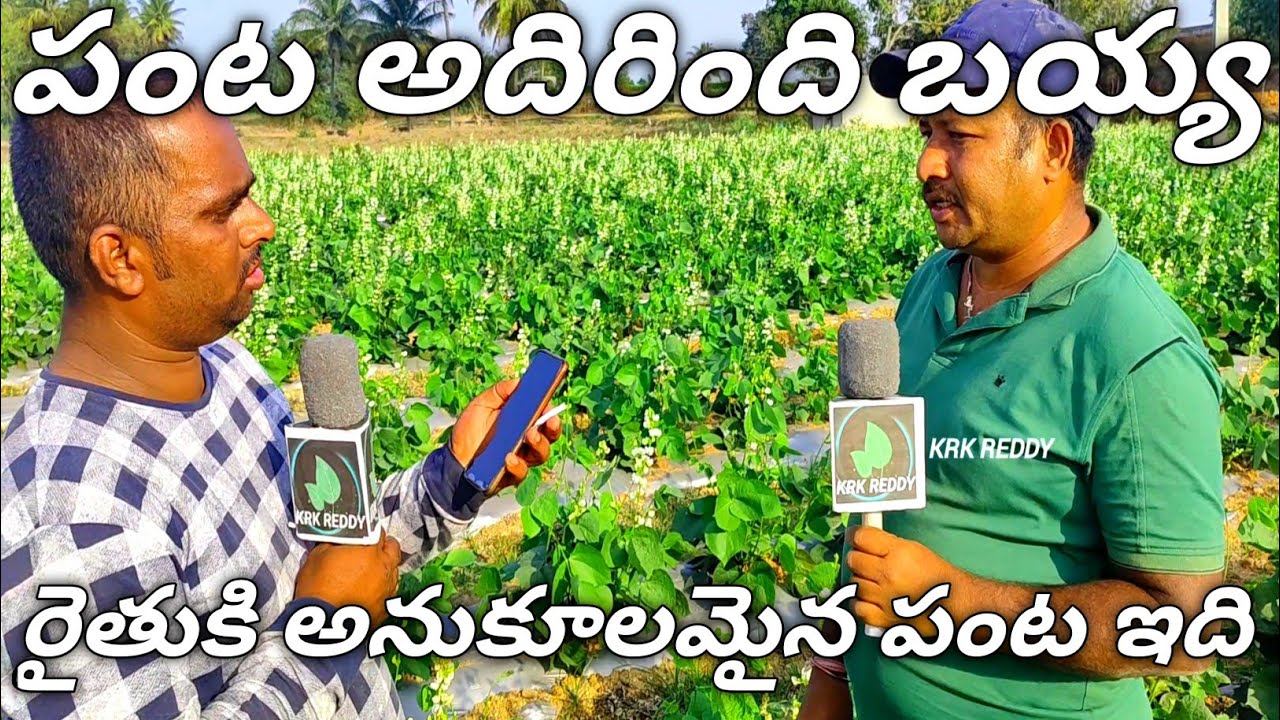 బెల్ట్ చిక్కుడు సాగు చేసే విధానం # Belt chikkudu farming explanation