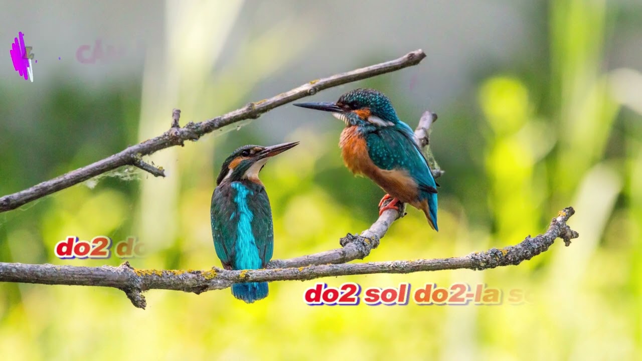 Cảm Âm Vui Trong Ngày Cưới A4 __ Ngọc Sơn