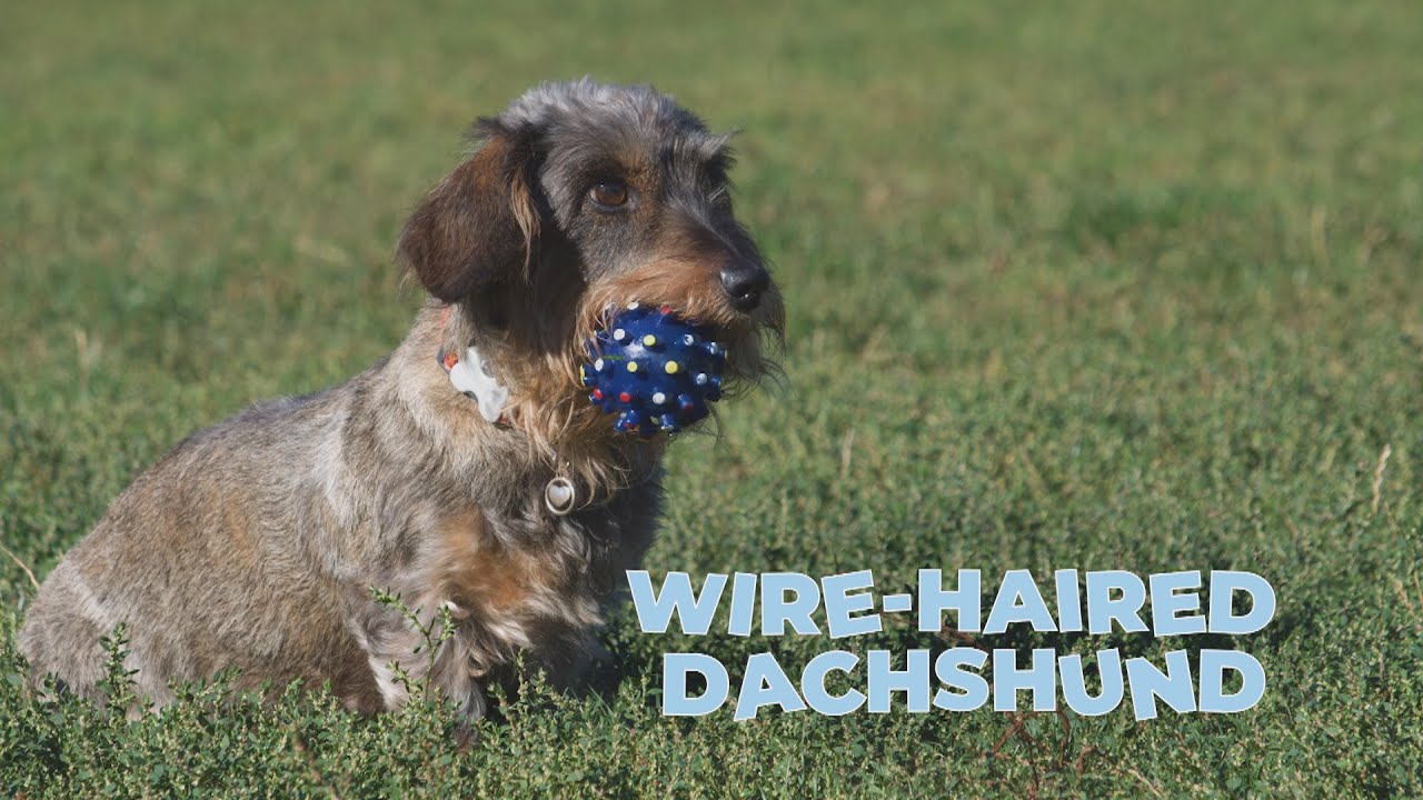 Wire-Haired Dachshund Dog Breed Information 101