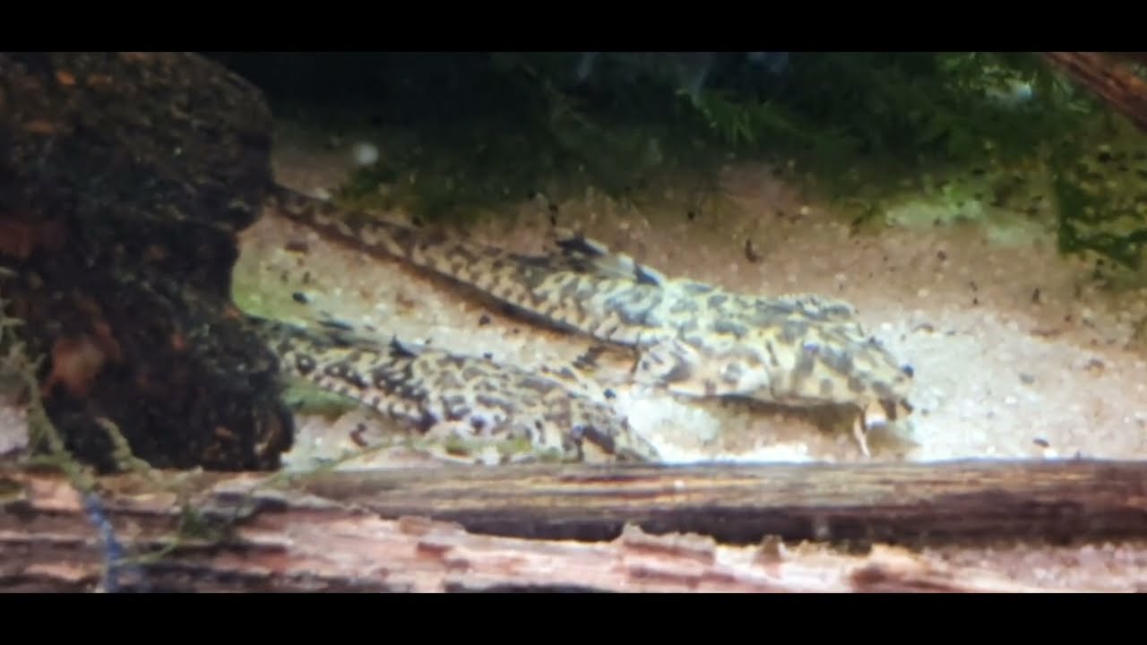 315.Rozmowy o rybach x13 .Zmiany w fish room cz1