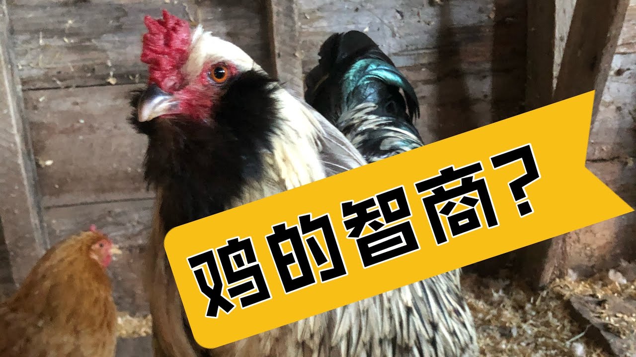鸡到底有多聪明？快来了解一下你的鸡！