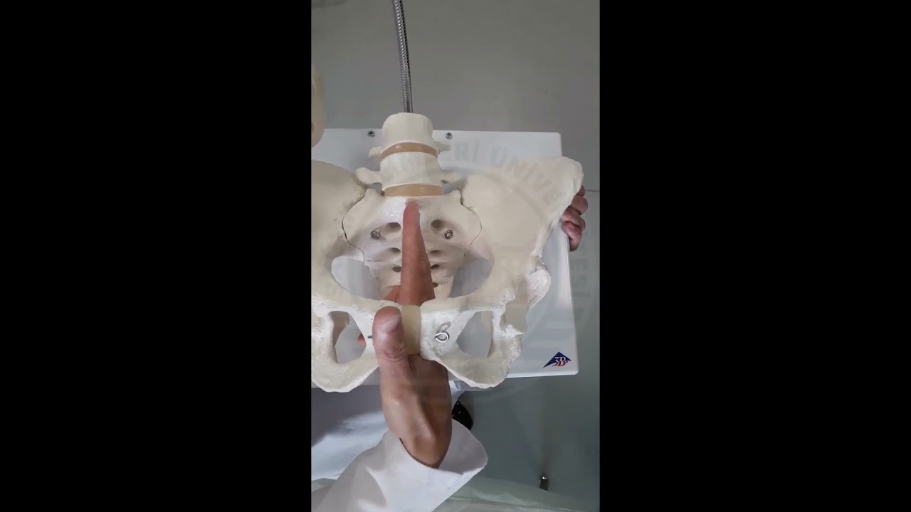 4- Kadın Kemik Pelvis Yapısı (Structure of the Female Bone Pelvis)/SBÜ Hamidiye Hemşirelik Fakültesi