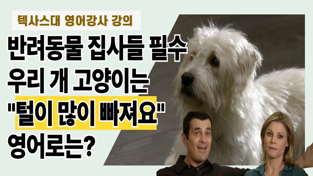 반려동물 집사들 필수 영어 표현1  우리 개 고양이는