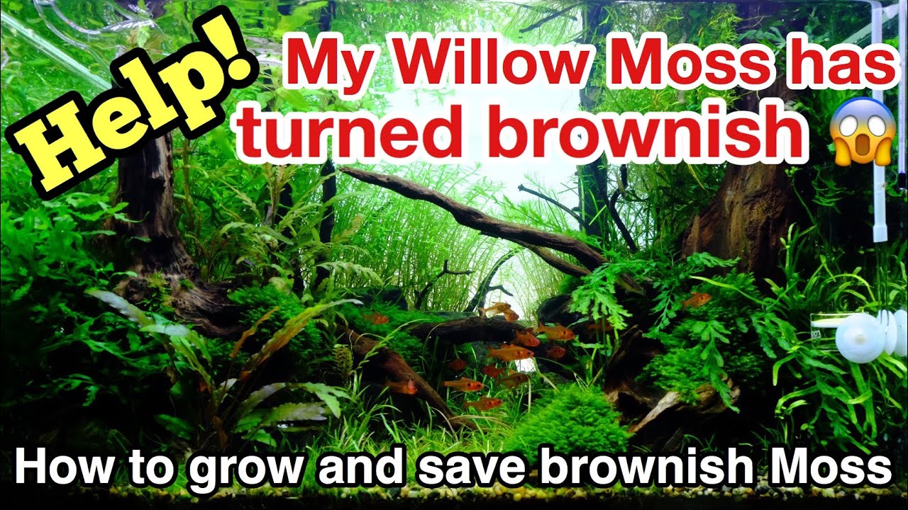 Are your Moss beautiful? How to grow and save brownish Willow Moss in your planted aquarium ADA