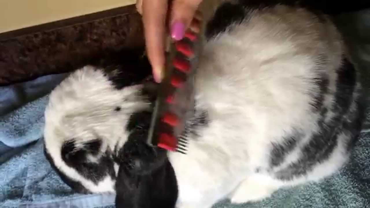 How to use the HairBuster comb for grooming your rabbit