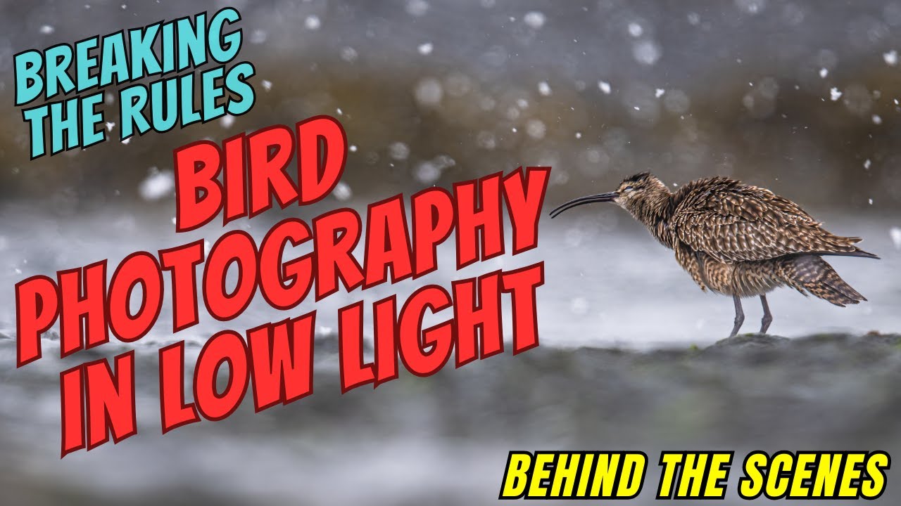 Bird Photography in Low Light- Breaking the Rules - Good Results???