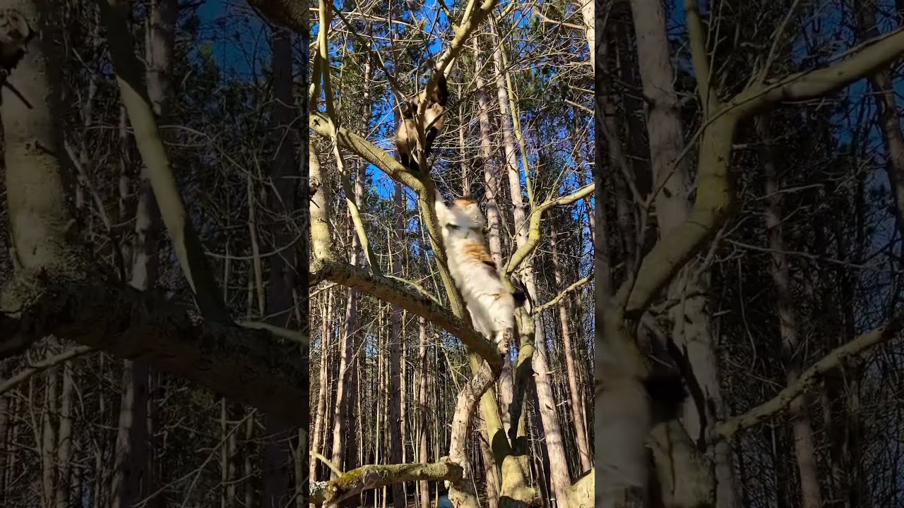 EPIC Cute Cat Fight in Tree!! 