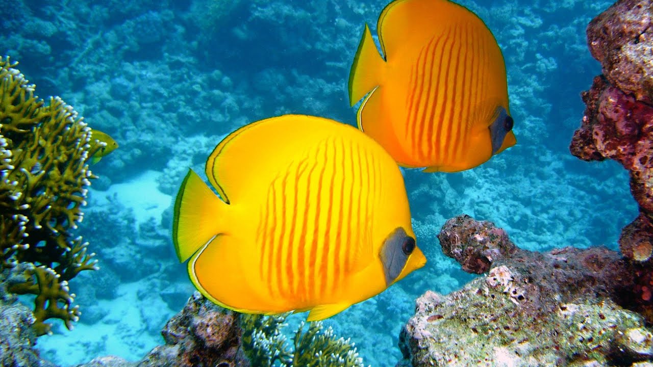 Small Fish 4K Video #4k #fish #4kvideo