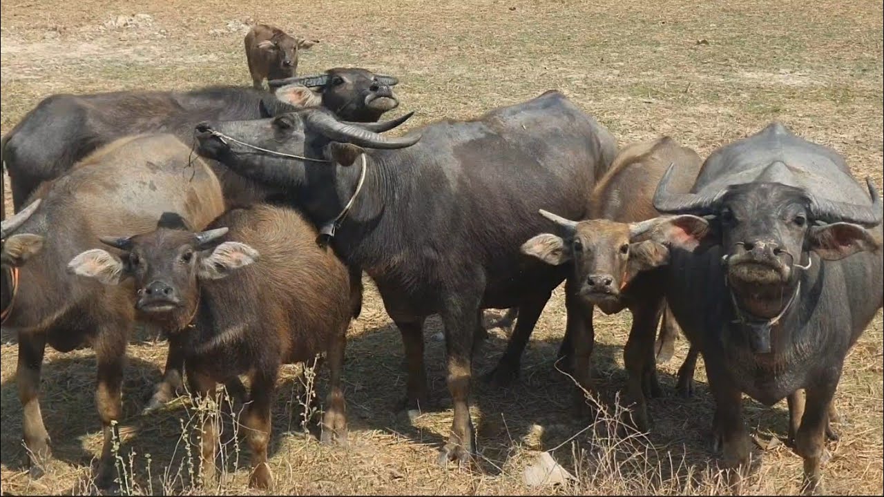 Many buffaloes are grazing in a large rice field.🐃🐃