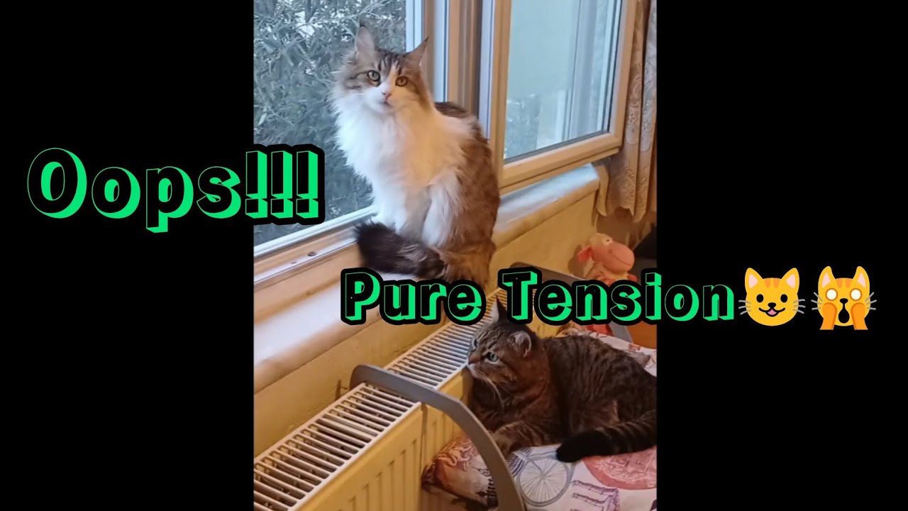 Awkward Cat Sisters Moment: Fluffy in Bed, Tüylü at Window – Pure Tension! 😺😼 #catsquad 