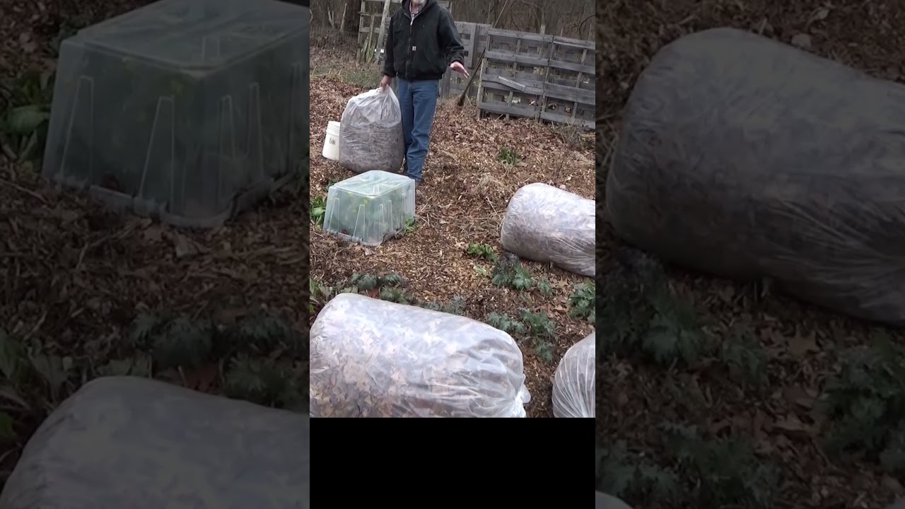 Leaves to insulate your winter garden