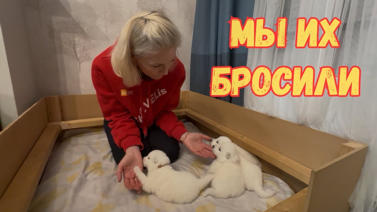 Этот день начался спокойно… пока щенки не остались одни