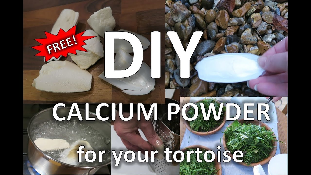 DIY calcium powder for your tortoise | happytortoises
