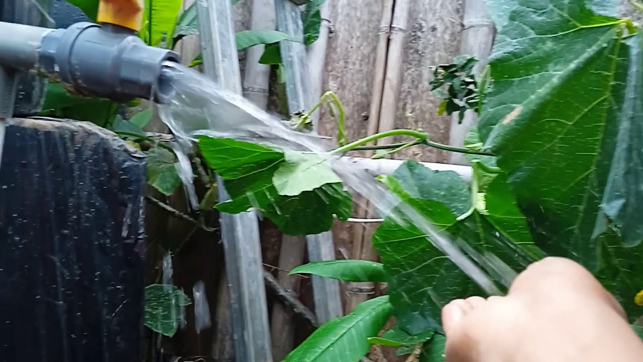 Menjernihkan dan menghilangan bau air sumur dengan cara murah dan efektif