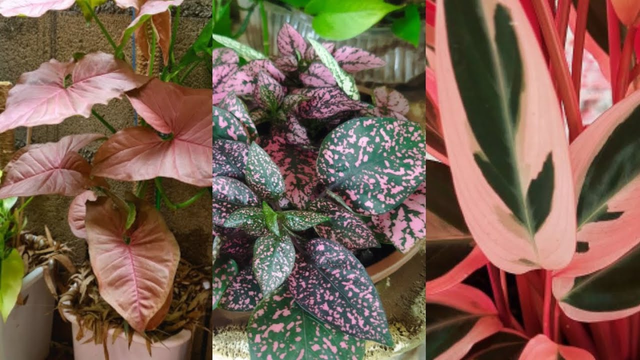 #Hoje vou Mostrar  plantas #Coloridas da Varanda do meu Rancho 🏡🪴🌾