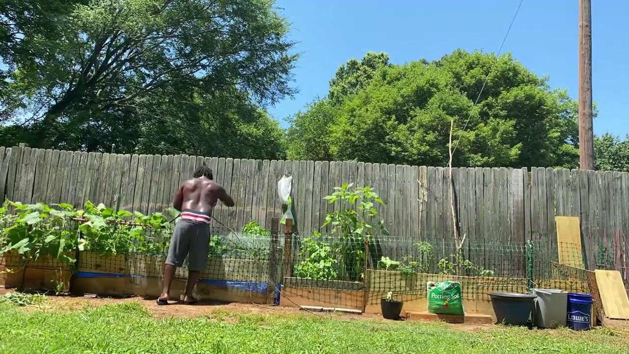 After fertilization I watered and pruned a couple of plants.Been at it since 10:00. Work at 2. No Tv