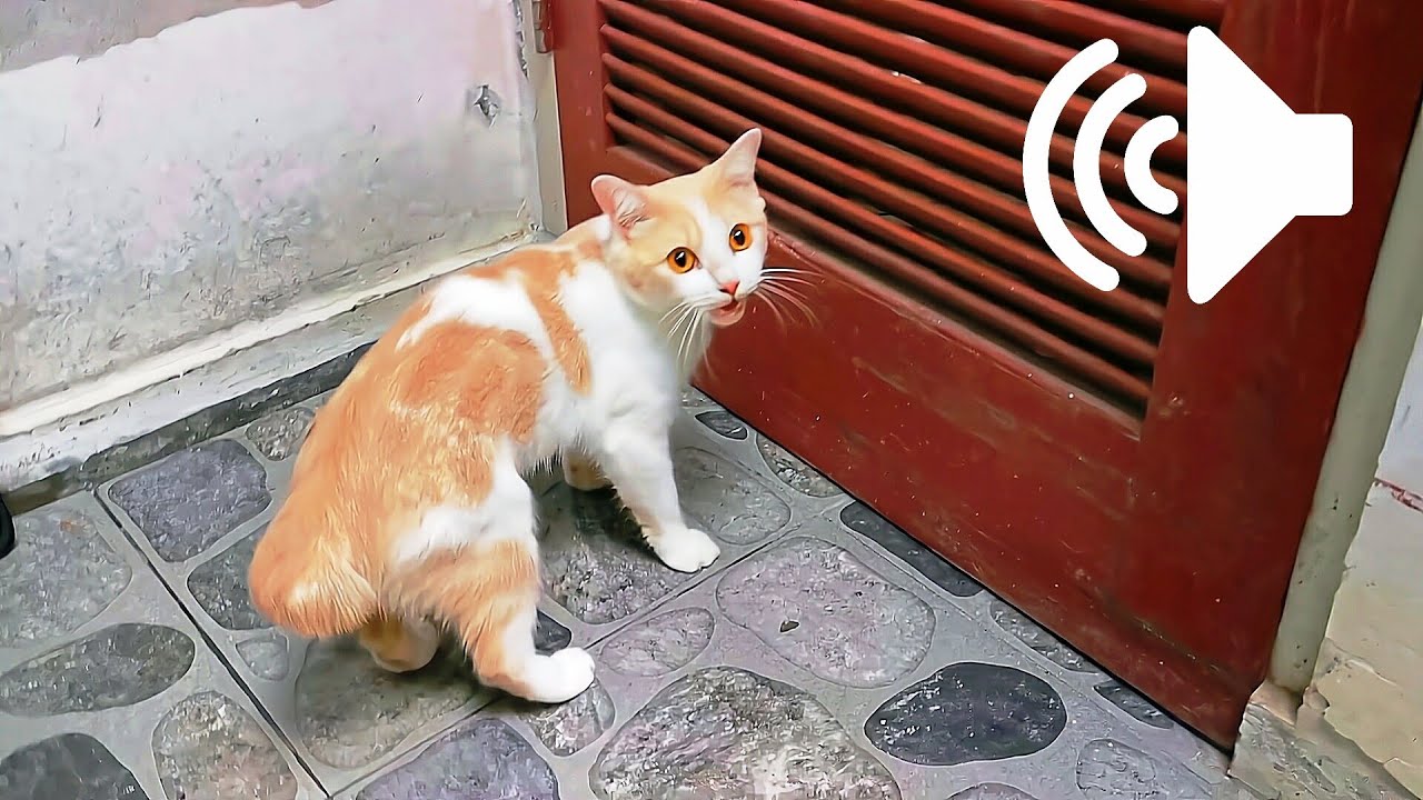 Crazy Cat in Heat! 1 Hour of Hilarious Meowing