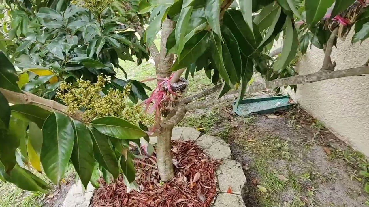 My Lychee Trees Are Blooming