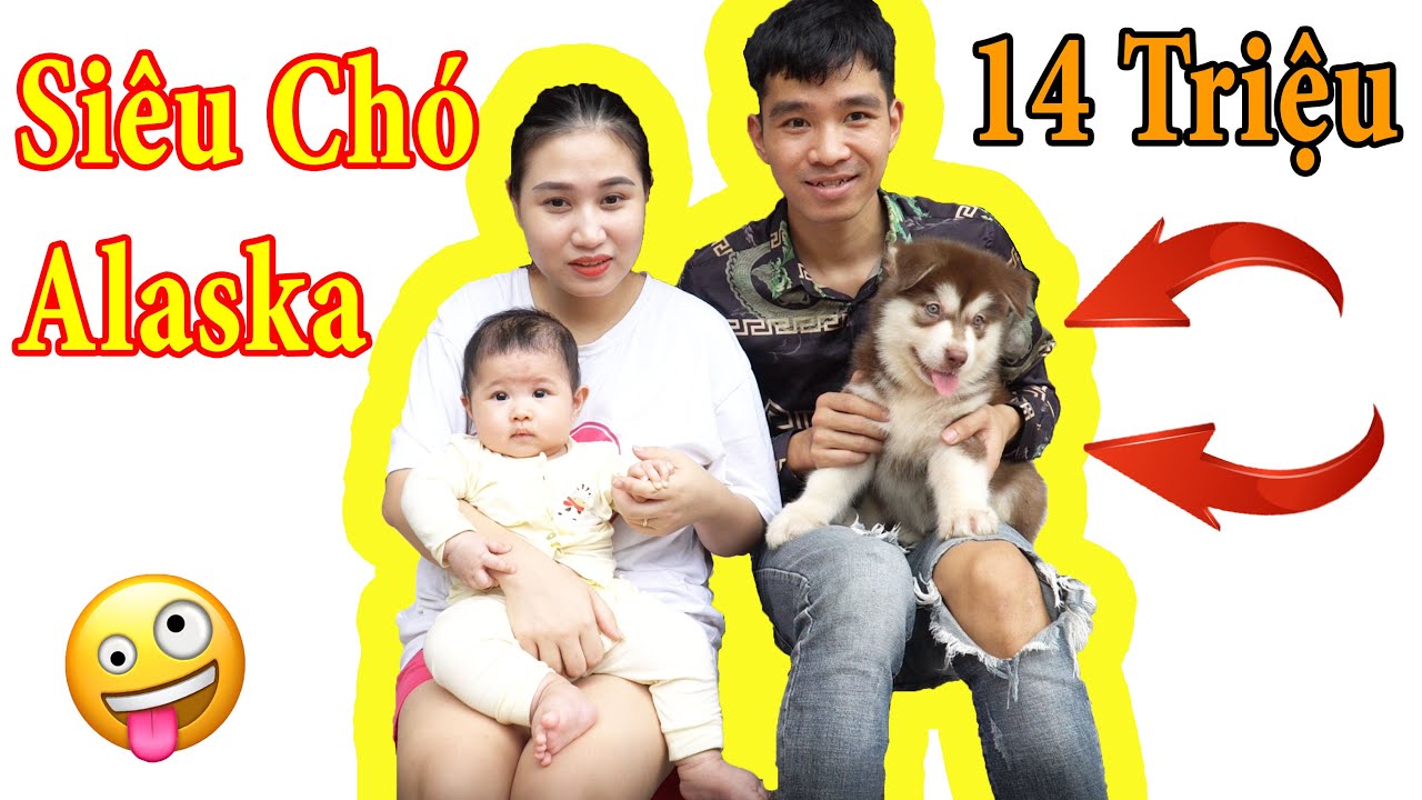 PHD -  Đón Thành Viên Mới | Dog Alaska | Welcome New Members