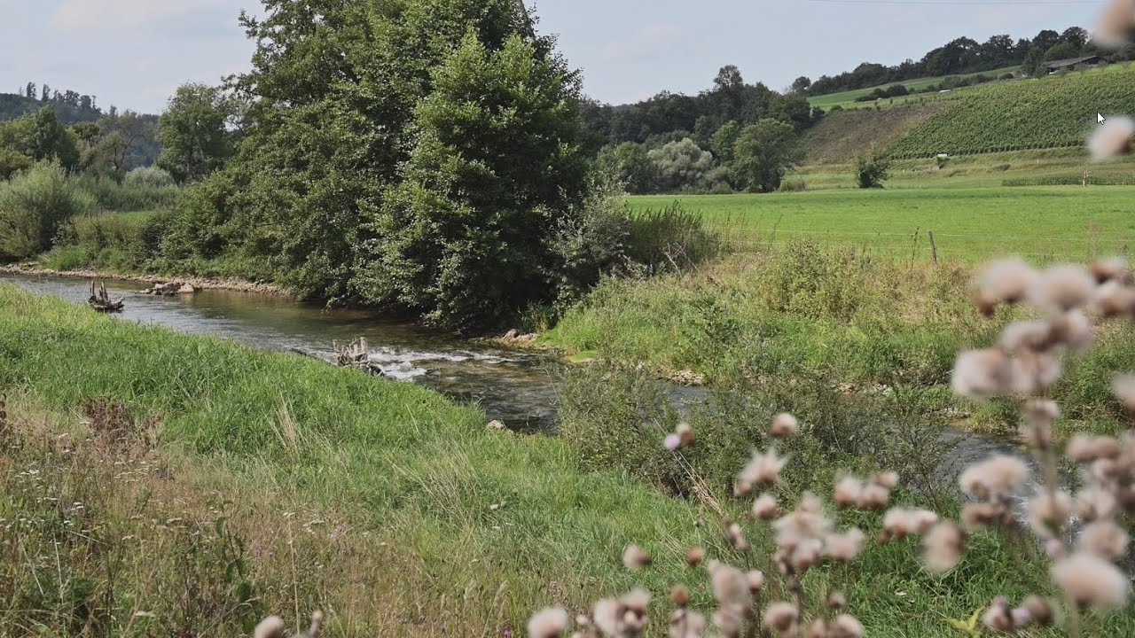 Découvrez la revitalisation de l'Allaine réalisée à Grandgourt dans le #cantondujura