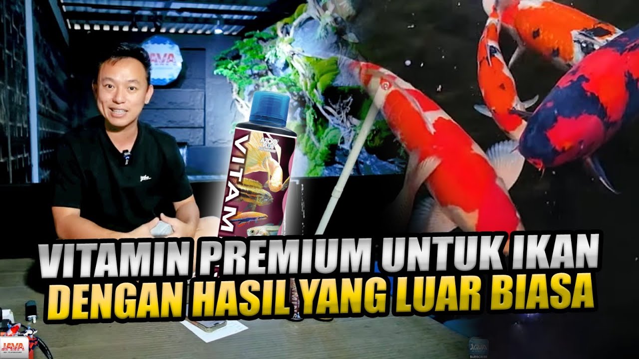 REVIEW AZOO PLUS VITAMINS - NUTRISI TERBAIK UNTUK KOI!