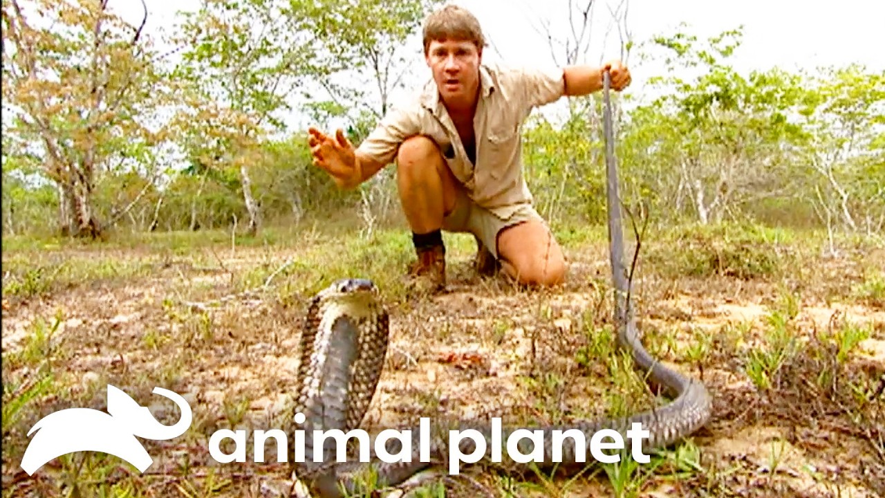 Steve Encounters a Deadly Venomous Cobra! | The Crocodile Hunter | Animal Planet